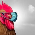 柬埔寨一名3岁男童死于H5N1禽流感病毒-博彩新闻-博彩策略-博彩论坛