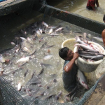 “病毒阴影”五年后 缅甸淡水鱼“豪赌”沙特1亿美元市场-博彩新闻-博彩策略-博彩论坛